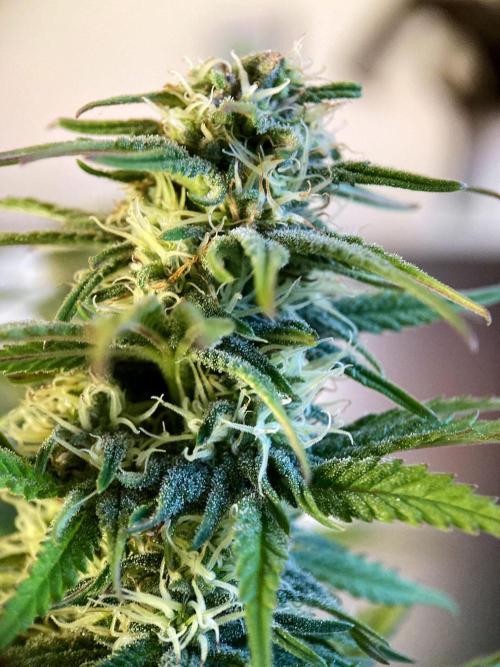 3M 🌟 Bahia Black Head. Week 11