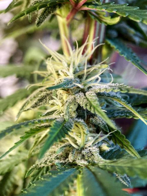 3M 🌟 Bahia Black Head. Week 11