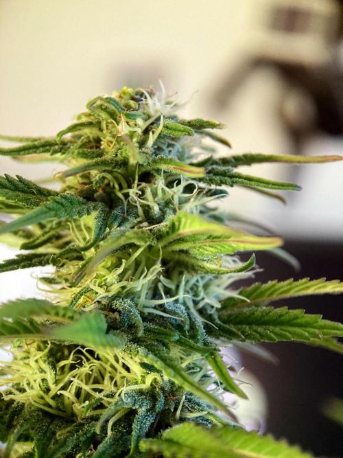 3M 🌟 Bahia Black Head. Week 11