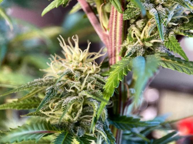 3M 🌟 Bahia Black Head. Week 11