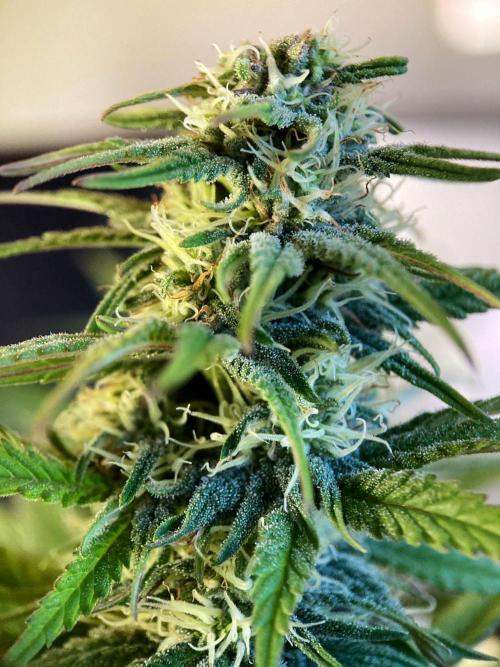 3M 🌟 Bahia Black Head. Week 11