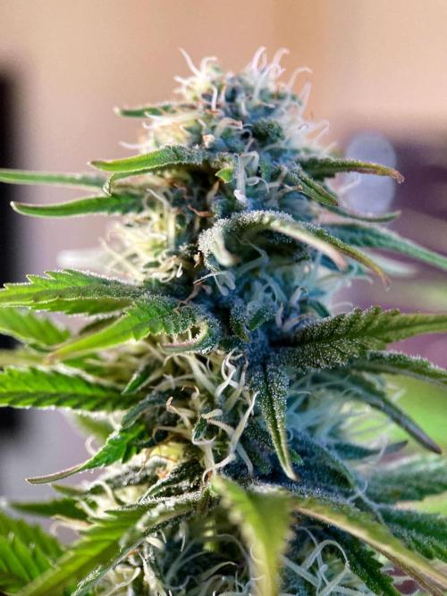 3M 🌟 Bahia Black Head. Week 11