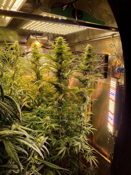 3M 🌟 Bahia Black Head. Week 11