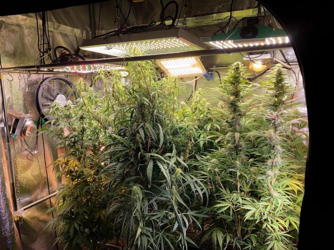 3M 🌟 Bahia Black Head. Week 11