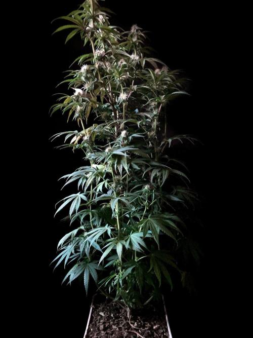 3M 🍋 Black Lemon. Week 11