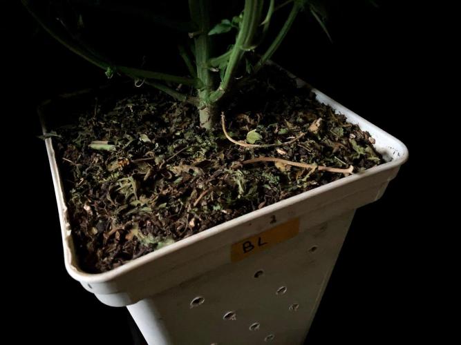 3M 🍋 Black Lemon. Week 11 - Sacred Mulch