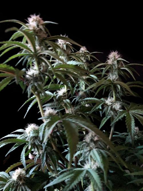 3M 🍋 Black Lemon. Week 11