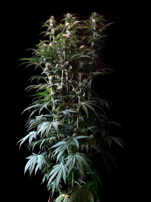 3M 🍋 Black Lemon. Week 11