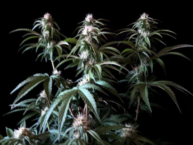 3M 🍋 Black Lemon. Week 11