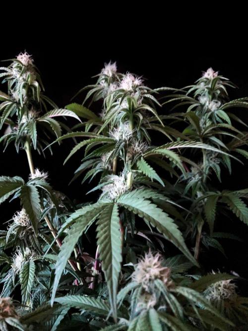 3M 🍋 Black Lemon. Week 11