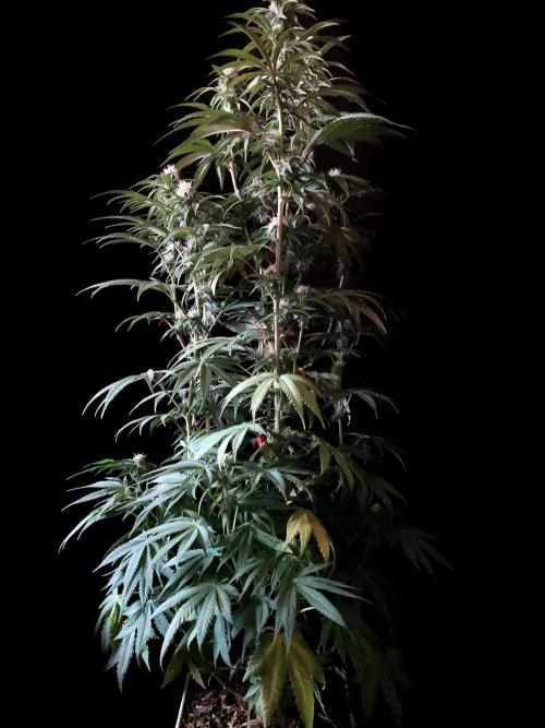 3M 🍋 Black Lemon. Week 11