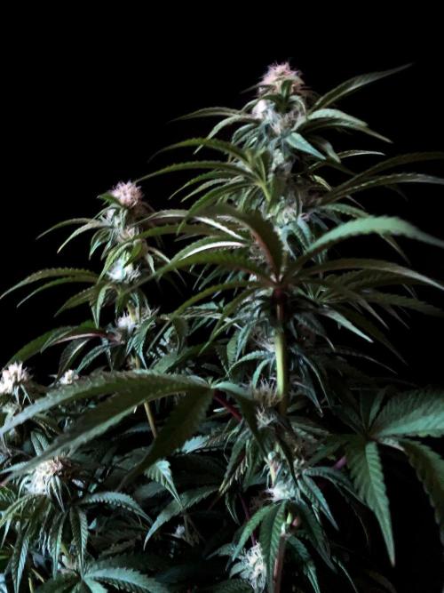 3M 🍋 Black Lemon. Week 11