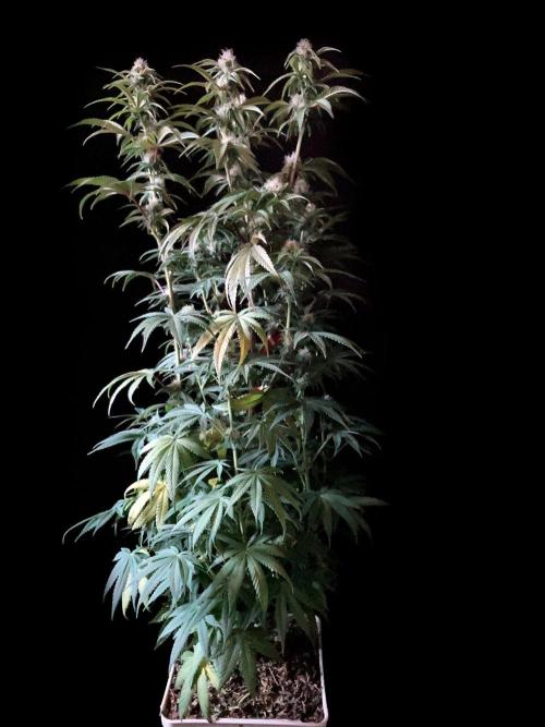 3M 🍋 Black Lemon. Week 11