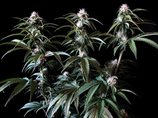 3M 🍋 Black Lemon. Week 11