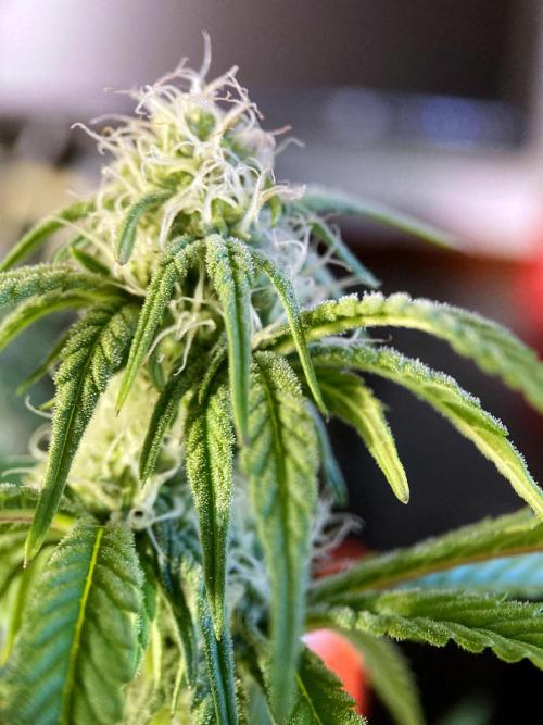 3M 🍋 Black Lemon. Week 11