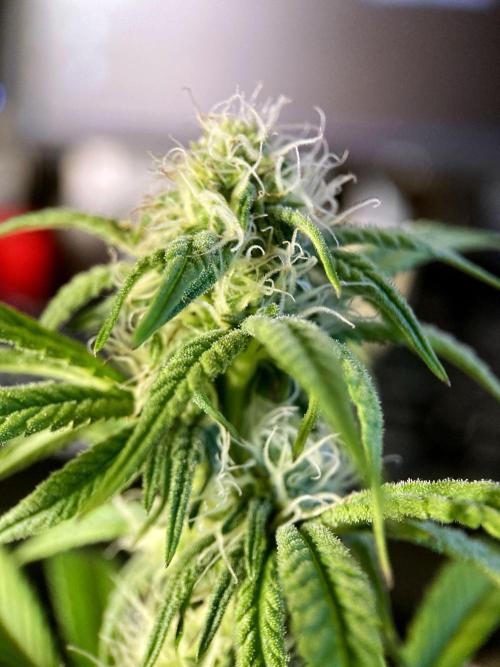 3M 🍋 Black Lemon. Week 11