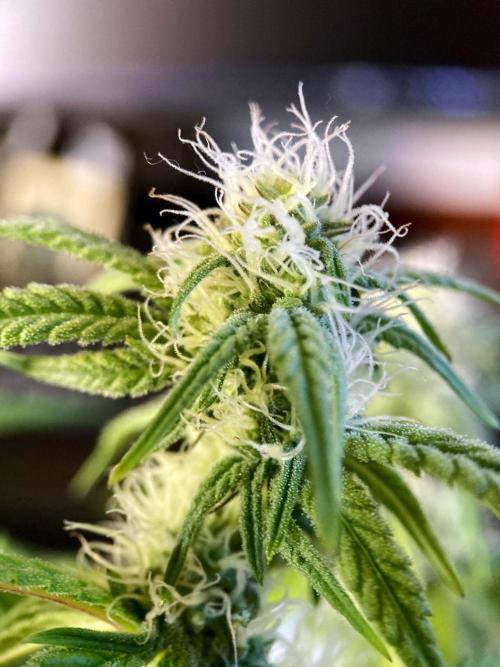 3M 🍋 Black Lemon. Week 11