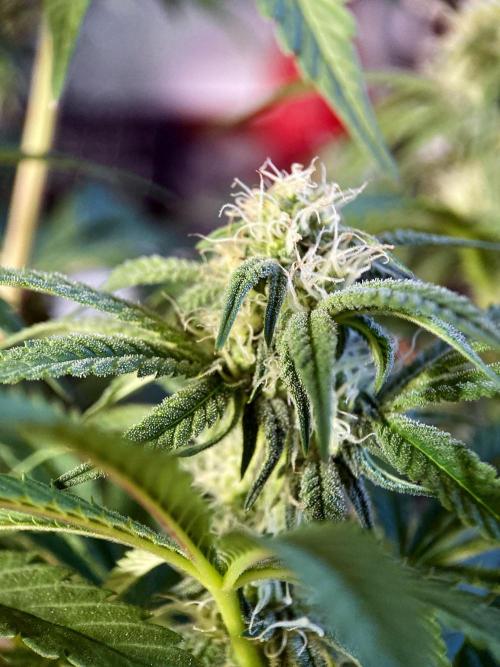 3M 🍋 Black Lemon. Week 11