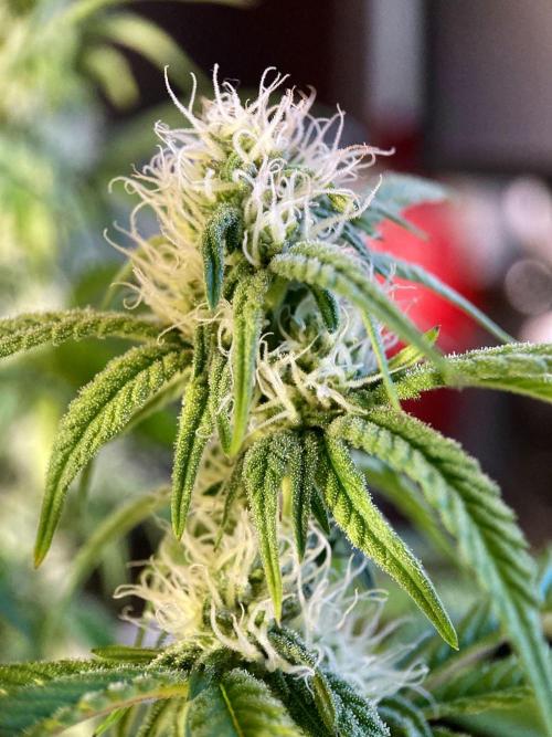 3M 🍋 Black Lemon. Week 11