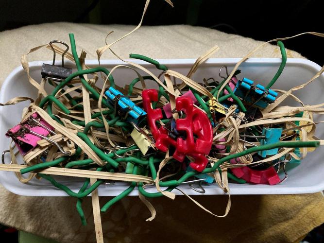 3M 🍋 Black Lemon. Week 11 - Planta desatada.