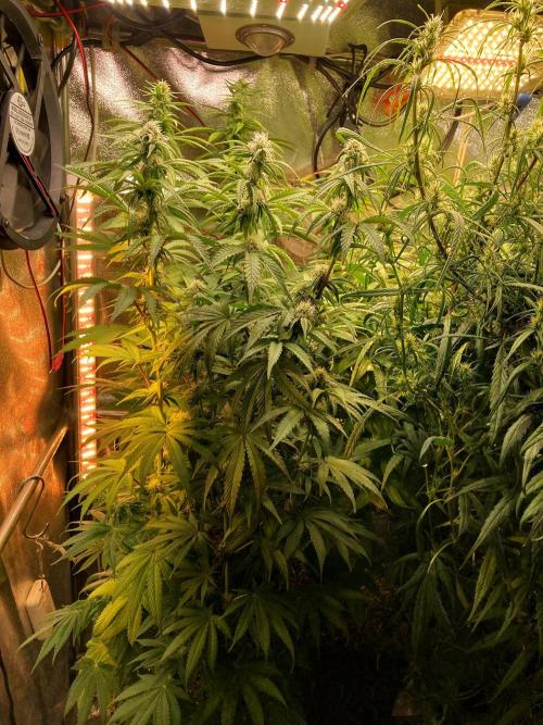 3M 🍋 Black Lemon. Week 11 - The orange corner