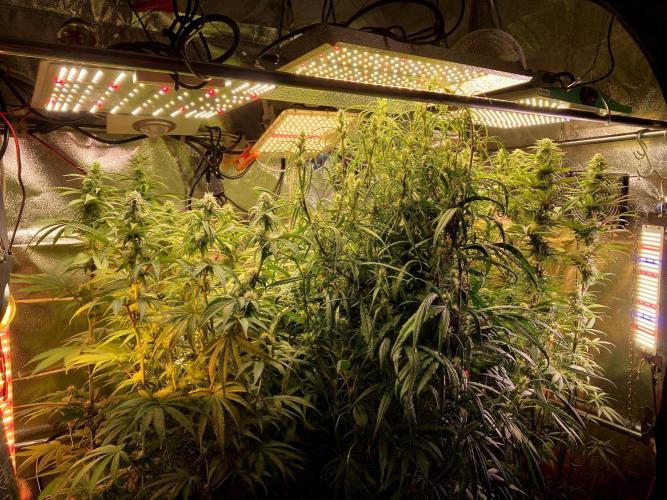 3M 🍋 Black Lemon. Week 11 - The home