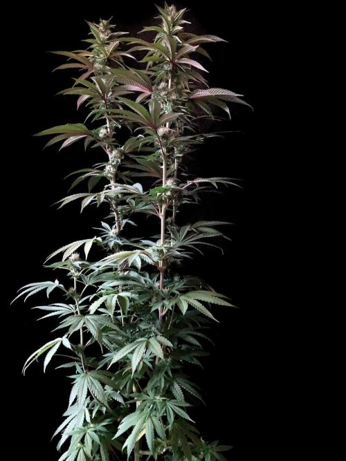 3M 🍏 Green Gelato. Week 11