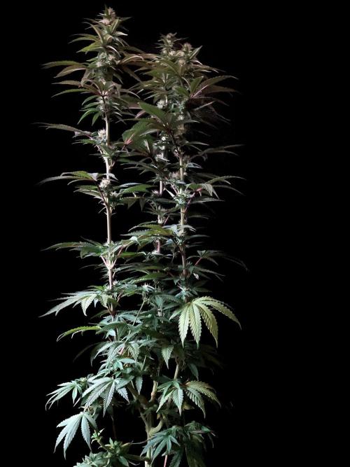 3M 🍏 Green Gelato. Week 11