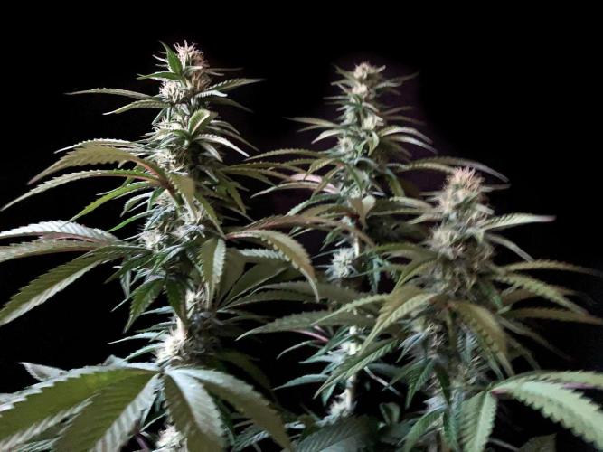 3M 🍏 Green Gelato. Week 11