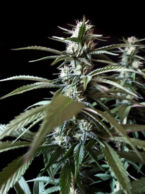 3M 🍏 Green Gelato. Week 11