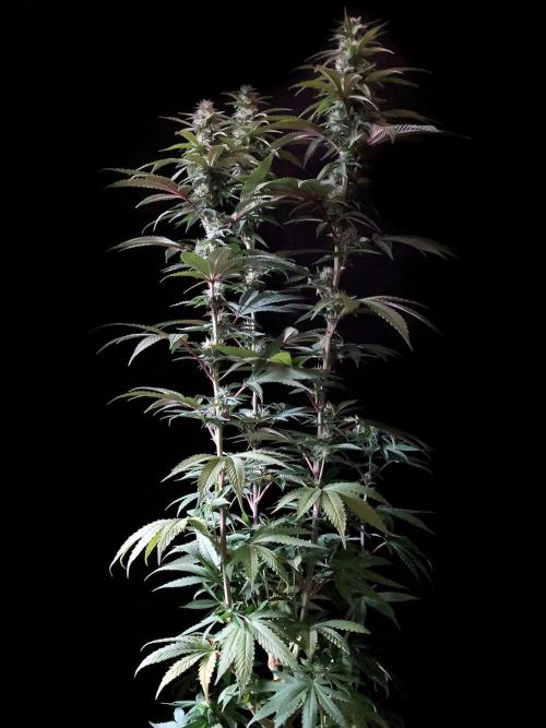 3M 🍏 Green Gelato. Week 11