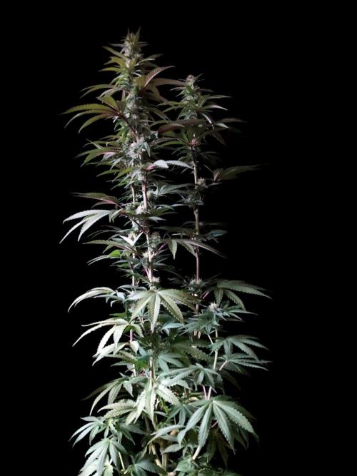 3M 🍏 Green Gelato. Week 11