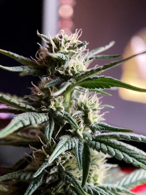 3M 🍏 Green Gelato. Week 11