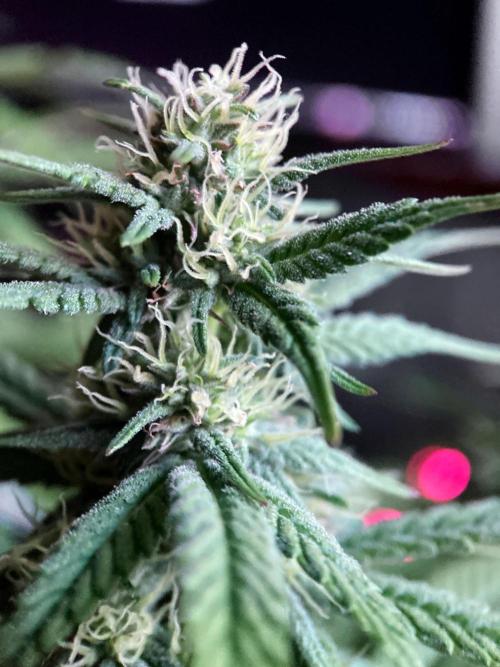 3M 🍏 Green Gelato. Week 11