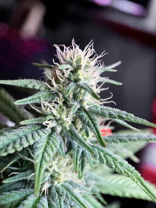 3M 🍏 Green Gelato. Week 11