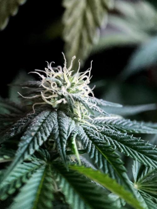 3M 🍏 Green Gelato. Week 11