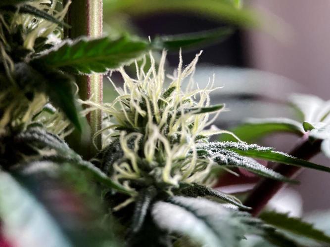 3M 🍏 Green Gelato. Week 11