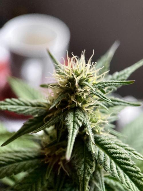 3M 🍏 Green Gelato. Week 11