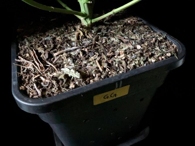 3M 🍏 Green Gelato. Week 11 - Sacred Mulch