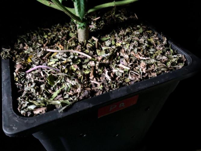 3M ⭕ Panama Red II. Week 11 - Sacred Mulch