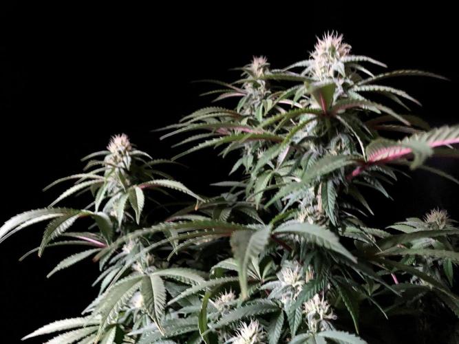 3M ⭕ Panama Red II. Week 11