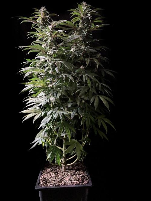 3M ⭕ Panama Red II. Week 11