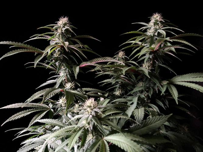 3M ⭕ Panama Red II. Week 11