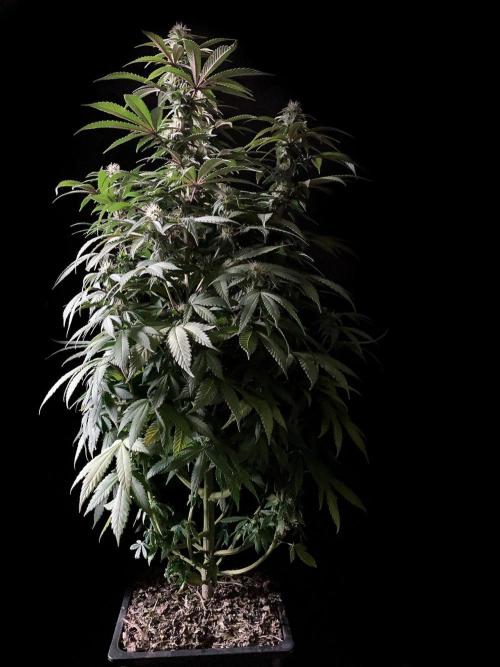 3M ⭕ Panama Red II. Week 11