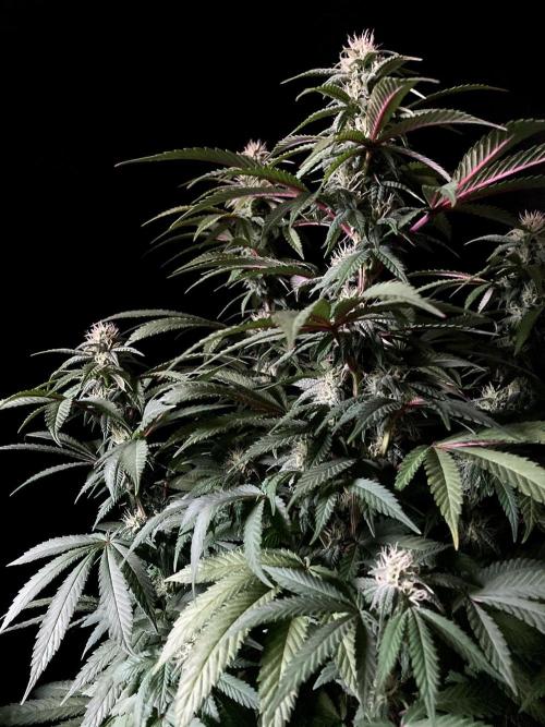 3M ⭕ Panama Red II. Week 11