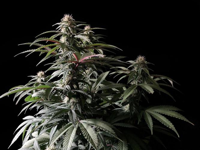 3M ⭕ Panama Red II. Week 11