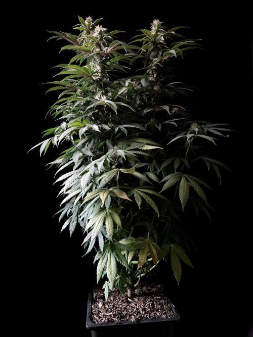 3M ⭕ Panama Red II. Week 11