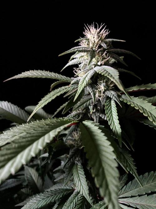 3M ⭕ Panama Red II. Week 11