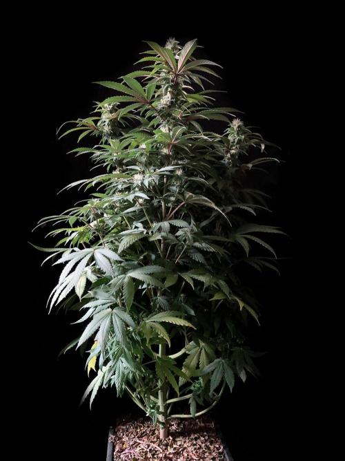 3M ⭕ Panama Red II. Week 11