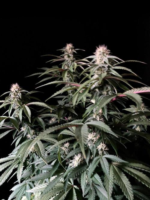 3M ⭕ Panama Red II. Week 11